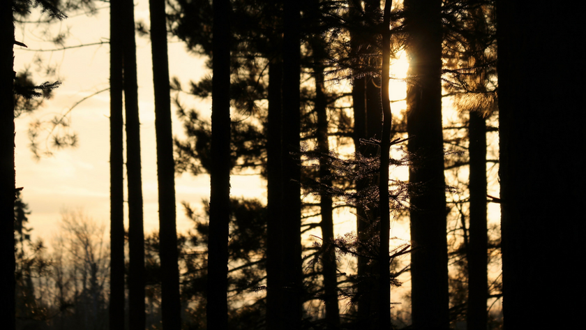 Wood Flooring Species